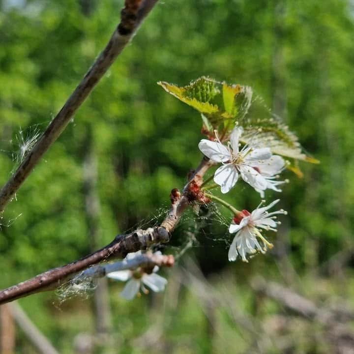 Bílé květy mladé třešně na větvičce, v pozadí rozostřený les